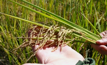 Cadeia produtiva do arroz seguir&aacute; enfrentando dificuldades em 2026