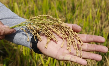 Colheita avan&ccedil;a em Santa Catarina sob press&atilde;o da crise do arroz