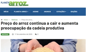 Preço do arroz continua a cair e aumenta preocupação da cadeia produtiva