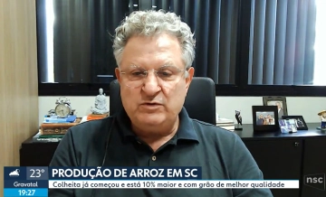 Com clima favorável na lavoura, colheita da safra de arroz está adiantada em SC