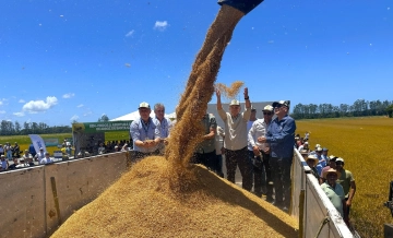 Mesmo diante da crise, setor oriz&iacute;cola catarinense d&aacute; in&iacute;cio &agrave; colheita unido em busca de melhorias