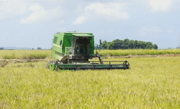 Instabilidade geopol&iacute;tica no estreito de Ormuz prejudica produ&ccedil;&atilde;o de arroz em Santa Catarina