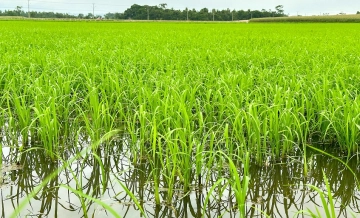 Após fortes chuvas, previsão de temperaturas altas pode ser positiva para a rizicultura de SC