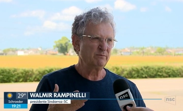 Conab anuncia recursos financeiros para ajudar no escoamento do arroz de SC