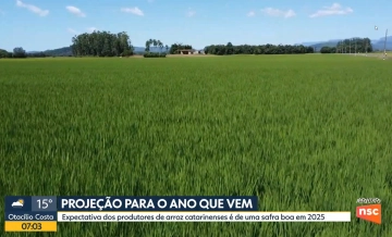 Depois de um ano desafiador, indústrias de arroz mantêm otimismo para 2025