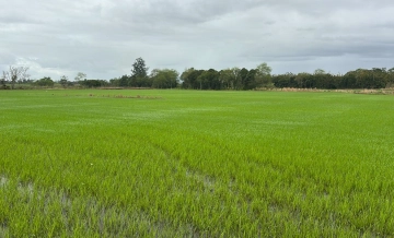 Safra de arroz 2025/2026: plantio segue em meio à desvalorização e incertezas para toda a cadeia produtiva