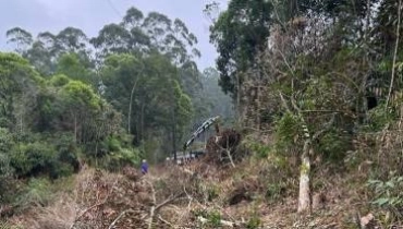 Poda em vegetação próxima das linhas de energia
