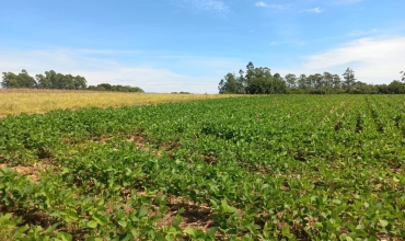 TERRENO RURAL - LINHA ESPERANÇA, IÇARA TERRENO RURAL - LINHA ESPERANÇA, IÇARA