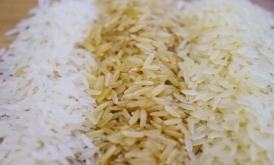 Para SindArroz-SC, leilão causará danos irreparáveis às indústrias de arroz do Brasil
