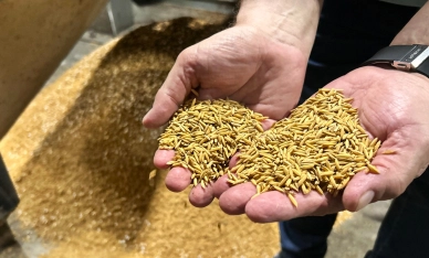 Depois de um ano desafiador, indústrias de arroz mantêm otimismo para 2025