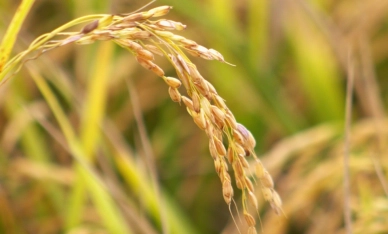 Contra importações, entidades catarinenses pedem valorização do arroz nacional