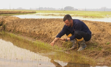 Safra 24/25: com expectativas positivas, arroz catarinense começa a ser plantado