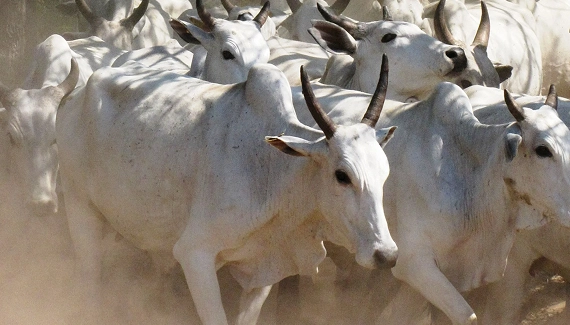 Preço do bezerro inicia novembro em alta no Mato Grosso do Sul