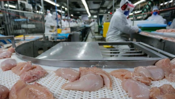 Desempenho exportador das carnes nas três primeiras semana de junho