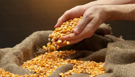 De olho no internacional, milho salta até 2% na B3 nesta segunda-feira