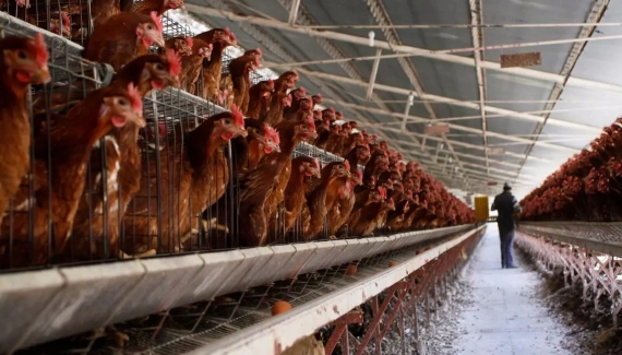 Na África do Sul, AMIE comemora fim da proibição da venda de frango do Brasil