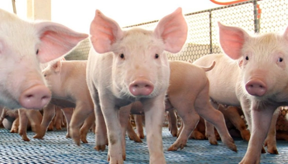 CNA e Cepea mostram recorde da população ocupada no agronegócio no 1º trimestre