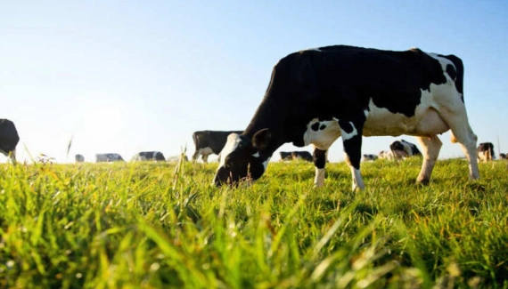 Genética tem papel determinante no aprimoramento do rebanho