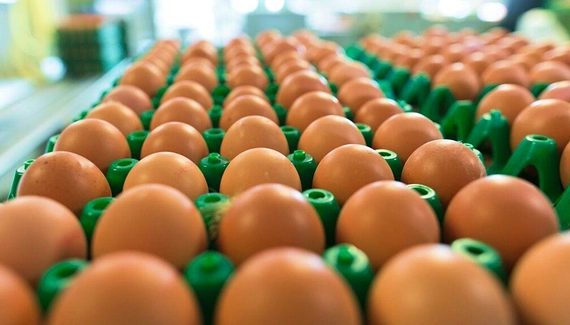 Preços dos ovos variam, com destaque para alta do branco