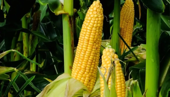 Milho fechou ontem, 3ª feira, recuando em Chicago em mais um dia de pressão negativa do trigo