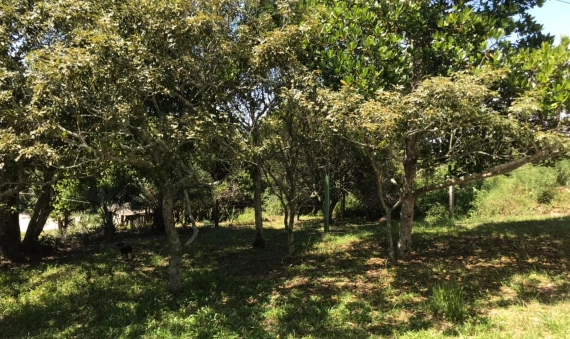CASA - LAGOA DOS ESTEVES, BALNEÁRIO RINCÃO