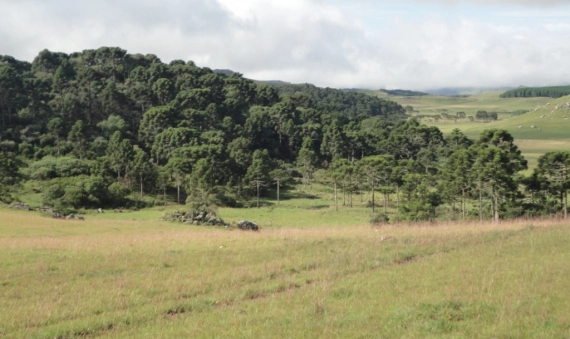 TERRENO - BOM JARDIM DA SERRA