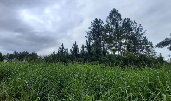 TERRENO, LOT. WALDEMAR BURIGO - COCAL DO SUL