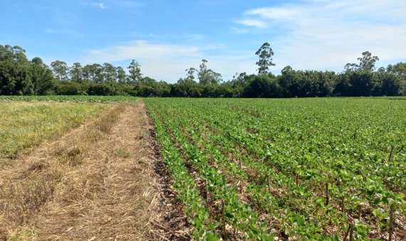 TERRENO RURAL - LINHA ESPERANÇA, IÇARA