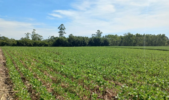 TERRENO RURAL - LINHA ESPERANÇA, IÇARA