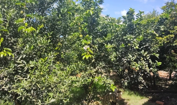 CASA - RAICHASKI, IÇARA