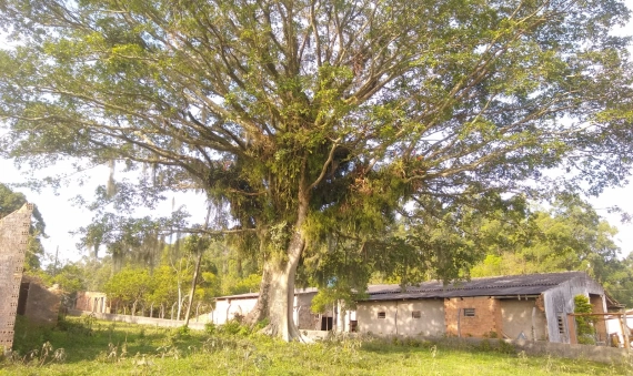 TERRENO - LINHA ANTA, CRICIÚMA