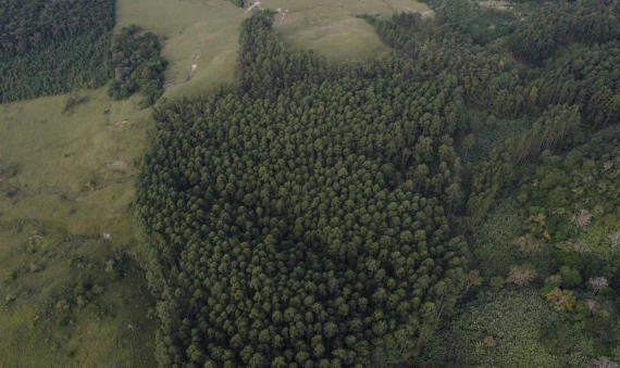TERRENO, SÃO DOMINGOS - CRICIÚMA