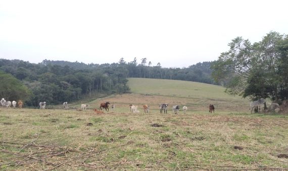 TERRENO - LINHA BATISTA, MORRO DA FUMAÇA