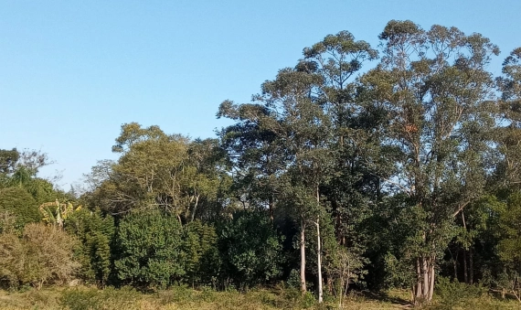 TERRENO - NOVO CARAVAGIO - IÇARA