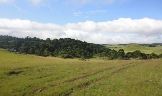 TERRENO - BOM JARDIM DA SERRA