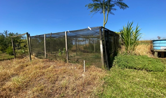SITIO - TERCEIRA LINHA, IÇARA