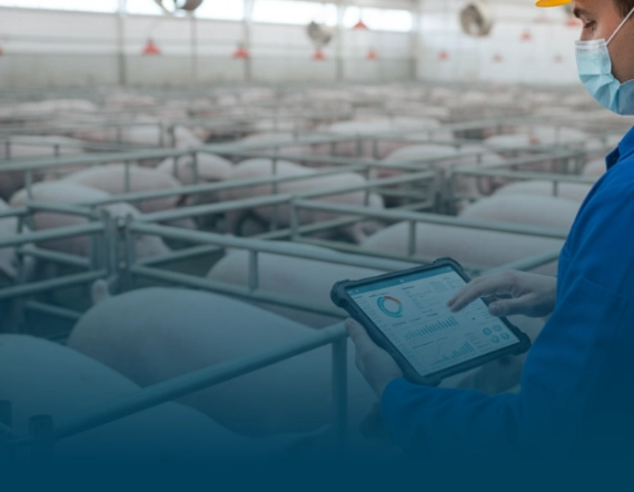 Biosseguridade na suinocultura: Como a tecnologia fortalece a preven&ccedil;&atilde;o de riscos sanit&aacute;rios e transforma a gest&atilde;o da produ&ccedil;&atilde;o