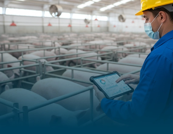 Biosseguridade na suinocultura: Como a tecnologia fortalece a preven&ccedil;&atilde;o de riscos sanit&aacute;rios e transforma a gest&atilde;o da produ&ccedil;&atilde;o