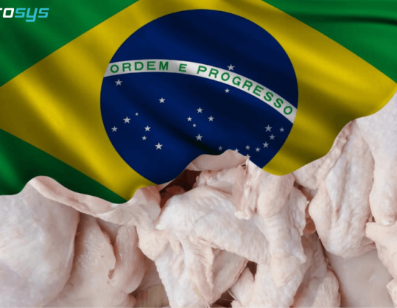 Celebração da Liderança Brasileira nas Exportações de Carne de Frango