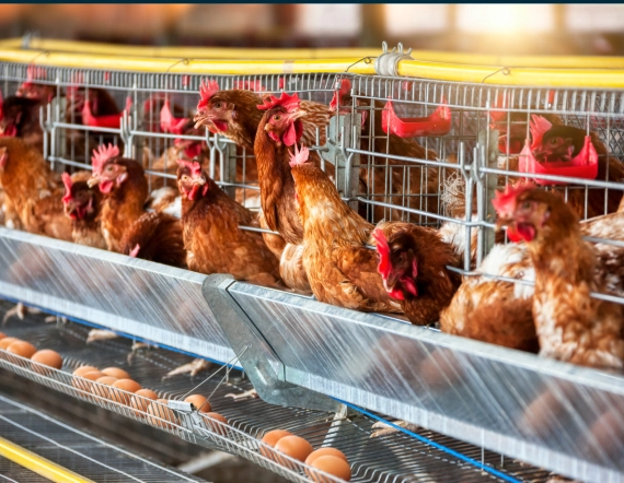 Garantice la gestión ideal para su granja de ponedoras con nuestra solución