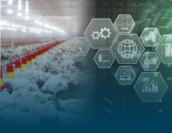 A avicultura de corte na era da transforma&ccedil;&atilde;o digital