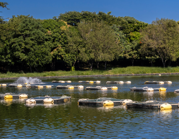 Gestão completa para a produção de pescados