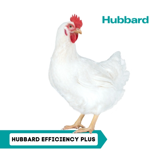 HUBBARD EFFICIENCY PLUS