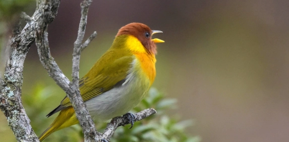 Cultura Acic: Exposi&ccedil;&atilde;o re&uacute;ne registros de aves do Sul de SC