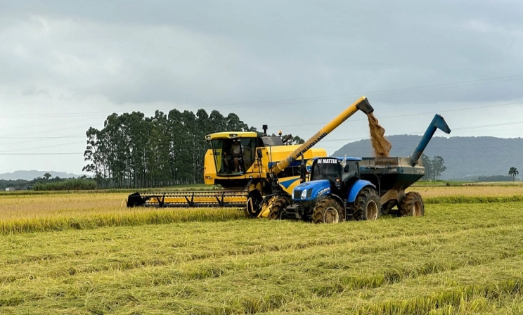 Após zelo no cultivo, agricultores colhem o arroz com a qualidade catarinense