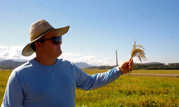 Arroz cultivado em SC é de alta qualidade: descubra o porquê