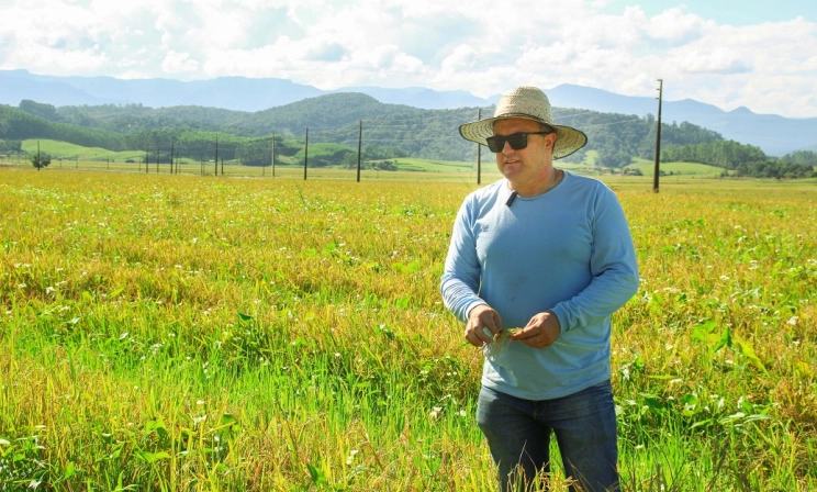 De janeiro a janeiro: parceria entre agricultores e indústrias de arroz é imprescindível o ano todo
