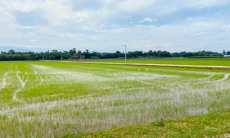 Santa Catarina é líder de cultivo no sistema pré-germinado de arroz