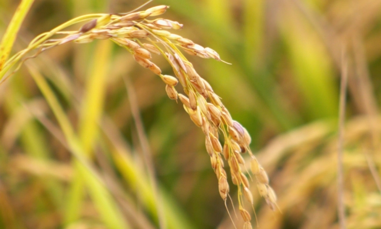 Contra importações, entidades catarinenses pedem valorização do arroz nacional