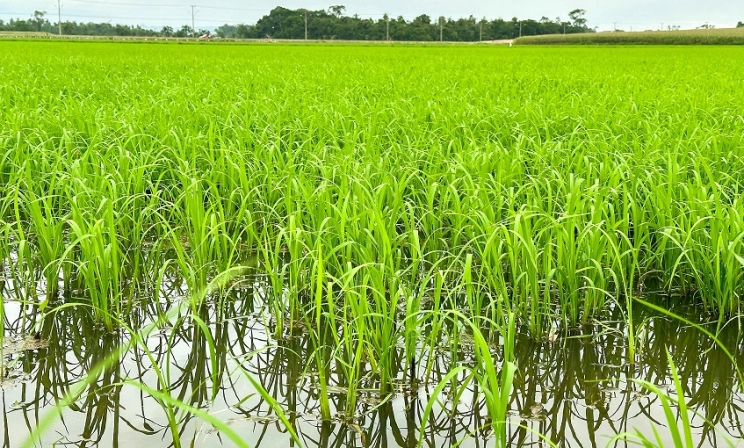 Após fortes chuvas, previsão de temperaturas altas pode ser positiva para a rizicultura de SC